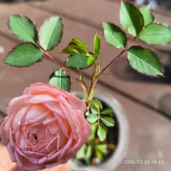 くみねえ様 リクエスト 2点 まとめ商品