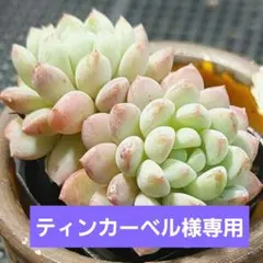 ティンカーベル様 リクエスト 3点 まとめ商品