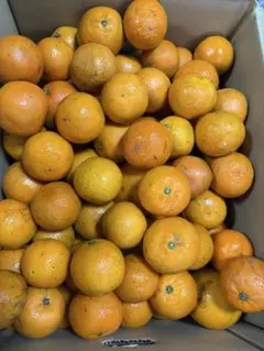 たっく様限定 徳之島産たんかん【B品10キロ/箱】 今期最終入荷です