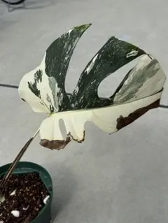 2025年最新】モンステラ ホワイトティアーズの人気アイテム