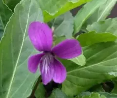 ヨシ様 リクエスト 2点 まとめ商品