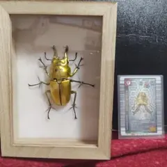 2025年最新】オウゴンオニクワガタの人気アイテム - メルカリ