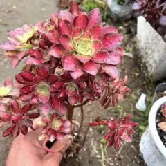 2026年最新】多肉植物 アエオニウム 韶の人気アイテム - メルカリ