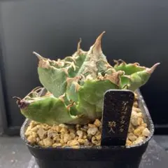 2026年最新】チタノタ 狼人の人気アイテム - メルカリ