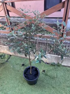 2025年最新】フェイジョアアハートの人気アイテム - メルカリ