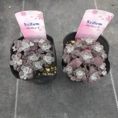 1ポット985円 セダム 萌乙女 6cmポット - メルカリ