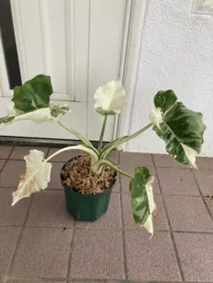人工観葉植物 大きなハート型の葉 白いポット付き - メルカリ