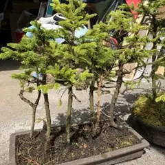 赤蝦夷松寄せ植え様直管素材9本 赤蝦夷松寄せ植え様直管素材9本 - メルカリ