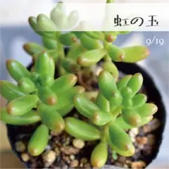 ちょび様 リクエスト 2点 まとめ商品