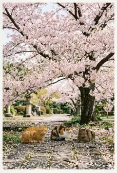 ナチュラル木製フレーム　桜と猫のアート写真　北欧インテリア