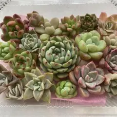 多肉植物 カット苗 詰め合わせ No.①