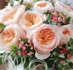 薔薇 バラ苗 接木新苗 イングリッシュローズ 入手困難 Bessie つぼみ
