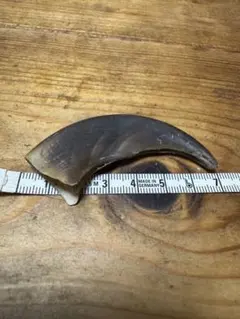 【大型63.9mm】熊の爪 未加工 毛・組織付き ハンドメイド素材 魔除け 良型58.9mm】熊の爪 未加工 毛・組織付き ハンドメイド素材 魔除け