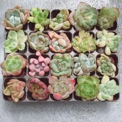2026年最新】韓国苗 セット 多肉植物の人気アイテム - メルカリ