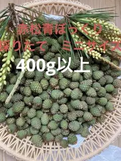 松の葉 200g + α + 青ぼっくり10個程 2026年最新】青ぼっくりの人気アイテム - メルカリ