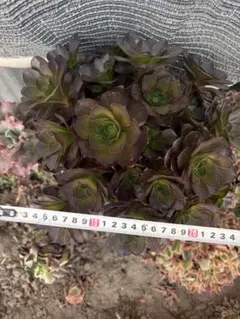 アエオニウム アリス錦2株 - メルカリ