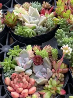 多肉植物 カット苗抜き苗 鉢の中の多肉 桃太郎 - メルカリ