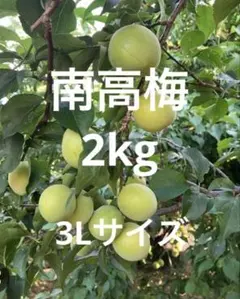 난코우메 2kg 3L 사이즈