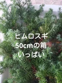 さっこ様 リクエスト 2点 まとめ商品