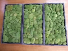 sunface master　様専用　ホソバオキナゴケ(60×30㎝)　3トレー