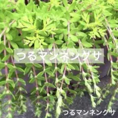 セダム ☘️ つる万年草　50カット+他セダムおまけ付き