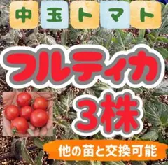 値下げ苗 フルティカのサムネイル