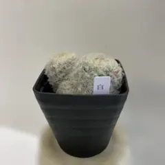 Sakurako様 リクエスト 4点 まとめ商品