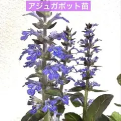 2026年最新】品種名：アジュガ 花苗の人気アイテム - メルカリ