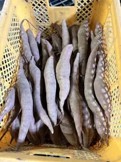3本4月下旬発送分茨城県産紅はるかさつまいも苗ウイルスフリー - メルカリ