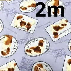 オックス★4枚限り★コーイケルホンディエ犬 ラベンダー系★