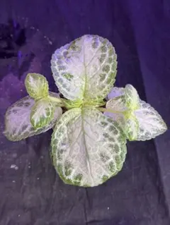 エピスシア フェイディドジェイド Episcia Faded Jade - メルカリ