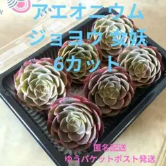 2026年最新】多肉植物 韓国苗 セットの人気アイテム - メルカリ
