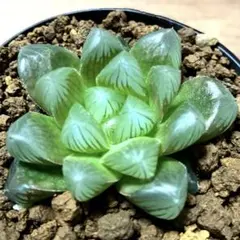 雪花コンプト 超美株 ハオルチア 観葉植物 38 - メルカリ