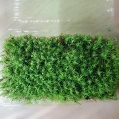 ととまる様 リクエスト 2点 まとめ商品