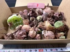 あ*こ様 No.9グリーノビア　詰め合わせ　アエオニウム　多肉植物　ピンク苗多め