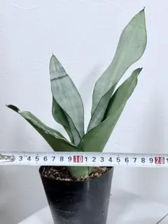 【サンスベリア ムーンシャイン　抜き苗】のサムネイル