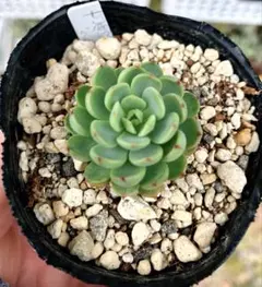 カット苗✨莉り✨多肉アンさん カット苗✨莉り✨多肉アンさん カット苗✨莉り✨多肉アンさん 多肉アン