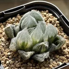 2025年最新】九尾狐 ハオルチアの人気アイテム - メルカリ