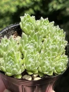 多肉植物　センペルビウム　 メッテニアナム錦 　メッテニー錦　黄色 多肉植物 センペルビウム メッテニアナム錦 メッテニー錦 黄色 - メルカリ