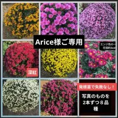 菊苗C260424のサムネイル