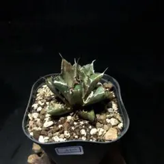 2025年最新】アガベチタノタの人気アイテム - メルカリ