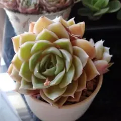 多肉植物♡*ꕤ*.カット苗✿