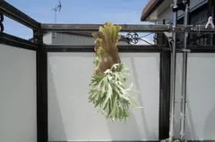 ビカクシダ P. Willinckii 'Spur' pup 株分子株出品 - メルカリ