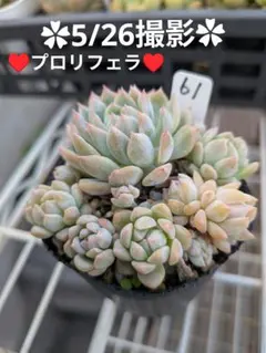 5♥プロリフェラ♥ 根あり 抜き苗 多肉植物 - メルカリ
