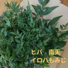 あしらい ヒバ 南天 カット枝　イロハモミジ（オマケ）60サイズネコポス