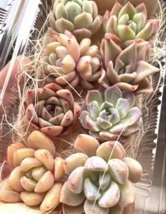 現品発送❣️カラフル系8苗詰め合わせセット❣️多肉植物 韓国苗 寄せ植えのサムネイル