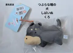 つぶらな瞳の犬　しばいぬ　くろ　柴犬　マスコット　しば犬　黒柴