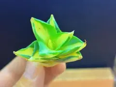 M-2796クイーントール アガベ [王妃雷神 黃中斑]のサムネイル
