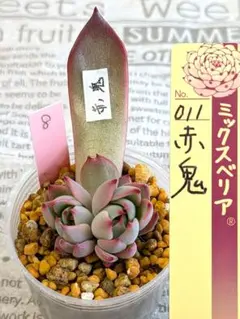 2026年最新】おらいさん葉挿しの人気アイテム - メルカリ