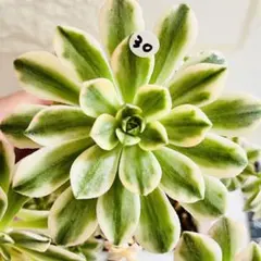 aty213様 リクエスト 2点 まとめ商品